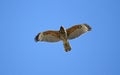 Red-shouldered Hawk Royalty Free Stock Photo