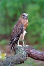 Red-shouldered Hawk