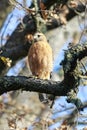 Red-shouldered Hawk adult hunting from a perch Royalty Free Stock Photo