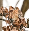 Red-shouldered hawk on autumn branch