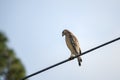 The red-shouldered hawk bird perching on electric cable looking for prey to hunt Royalty Free Stock Photo