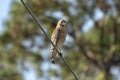 The red-shouldered hawk bird perching on electric cable looking for prey to hunt Royalty Free Stock Photo