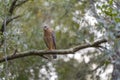 The red-shouldered hawk bird perching on a tree branch looking for prey to hunt in summer forest Royalty Free Stock Photo