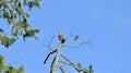 Red shouldered hawk, Buteo lineages, 3.