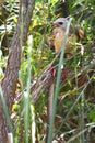 Red-shouldered Hawk (Buteo lineatus)