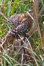 Red-shouldered Hawk (Buteo lineatus)