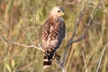 Red-shouldered Hawk (Buteo lineatus) Royalty Free Stock Photo