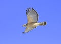 Red-shouldered Hawk (Buteo lineatus)