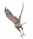 Red shouldered hawk - Buteo lineatus - flying towards prey isolated cutout on white background Royalty Free Stock Photo