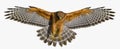 Red shouldered Hawk - Buteo lineatus - wings extended, great detail, perfect lighting showing inside feather Royalty Free Stock Photo