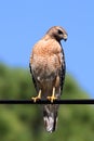 Red-shouldered Hawk (Buteo lineatus) Royalty Free Stock Photo