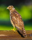 Red shouldered hawk - Buteo lineatus on wood fence