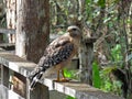 Red shouldered hawk, Corkscrew Swamp, Florida