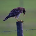 Red shouldered hawk eating an American bird grasshopper on top of a barbed wire fence post Royalty Free Stock Photo