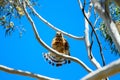 Red Shouldered Hawk Flares Its Tail Feathers Royalty Free Stock Photo