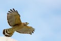 Red Shouldered Hawk in Flight