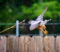 Red-shouldered Hawk Flight Blur