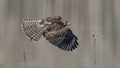 Red shouldered hawk in flight Royalty Free Stock Photo