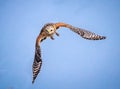 Red shouldered Hawk in flight in Florida Royalty Free Stock Photo
