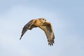 Red-shouldered Hawk in Flight - Florida Royalty Free Stock Photo