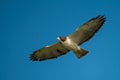 Red shouldered hawk in flight Royalty Free Stock Photo