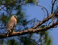 Red-shouldered Hawk Florida Royalty Free Stock Photo