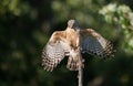 Red Shouldered Hawk in Florida Royalty Free Stock Photo