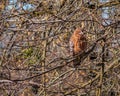 Red-shouldered hawk hidden along tree branches in winter Royalty Free Stock Photo