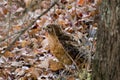 Red-shouldered Hawk in leaves