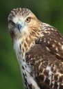 Beautiful Red-shouldered Hawk Posing