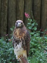 Red-shouldered Hawk perch with flowers