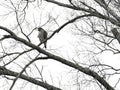 Red Shouldered Hawk perched atop a tree branch Royalty Free Stock Photo