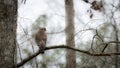 Red shouldered hawk perched on branch  of tree Royalty Free Stock Photo