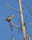 Red shouldered Hawk perched in cypress tree in the Okefenokee Swamp Royalty Free Stock Photo