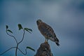 Red shouldered hawk perched