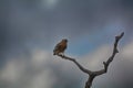 Red shouldered hawk perched