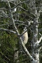 Red Shouldered Hawk Perched In a Tree Royalty Free Stock Photo