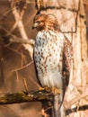 Red shouldered hawk perched in a tree along a trail. Royalty Free Stock Photo