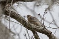 Red Shouldered Hawk