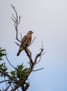 Red Shouldered Hawk perched in a tree in the Everglades Royalty Free Stock Photo