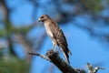 A red shouldered hawk perched in a tree while hunting. Royalty Free Stock Photo