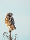 Red-shouldered Hawk Perched on Tree Royalty Free Stock Photo