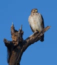 Red shouldered hawk perched on tree snag with blue sky background Royalty Free Stock Photo