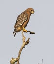 Red shouldered hawk perched on tree snag while looking down below Royalty Free Stock Photo