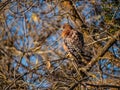 Red-shouldered hawk perched up in bare tree in winter Royalty Free Stock Photo