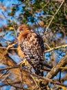 Red-shouldered hawk perched up in bare tree in winter close up Royalty Free Stock Photo