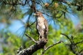 A red shouldered hawk in a pine tree. Royalty Free Stock Photo