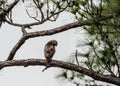 Red Shouldered Hawk Posing