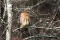 Red shouldered Hawk raptor perched in Black Cherry tree in the fall in Georgia Royalty Free Stock Photo