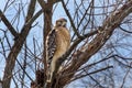 Red shouldered Hawk sitting in tangle of trees in Walton County, Georgia